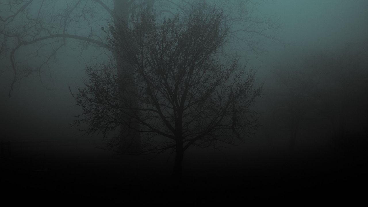 Темный мрачный лес туман