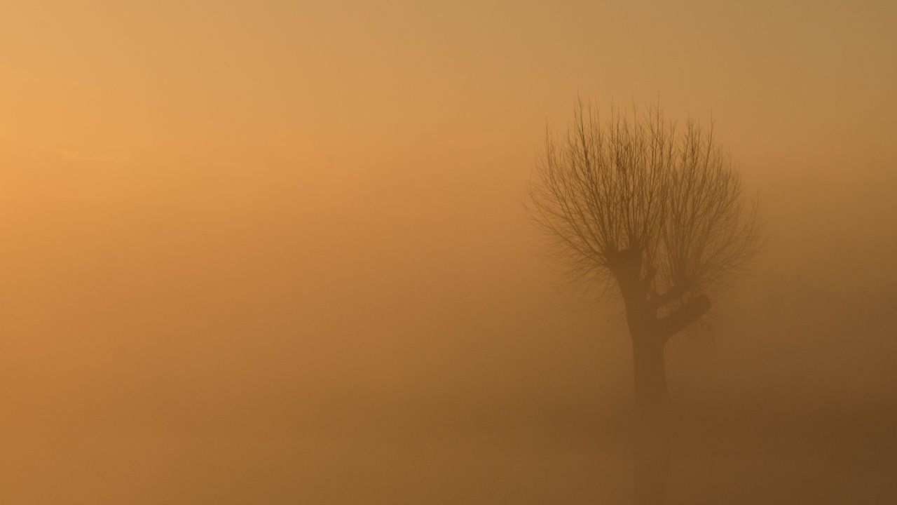 Обои дерево, туман, мрак, одинокий, мрачный