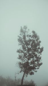 Превью обои дерево, туман, осень, мгла, мрачный