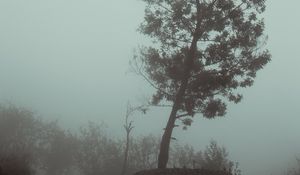 Превью обои дерево, туман, осень, мгла, мрачный