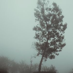 Превью обои дерево, туман, осень, мгла, мрачный