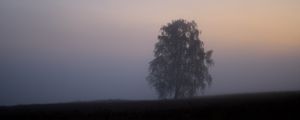 Превью обои дерево, туман, поле, рассвет, природа