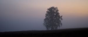 Превью обои дерево, туман, поле, рассвет, природа