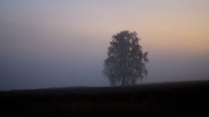 Превью обои дерево, туман, поле, рассвет, природа