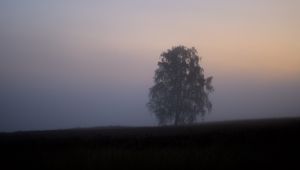 Превью обои дерево, туман, поле, рассвет, природа