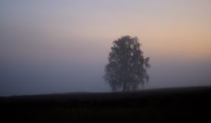 Превью обои дерево, туман, поле, рассвет, природа