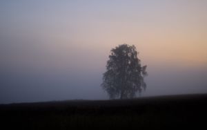 Превью обои дерево, туман, поле, рассвет, природа