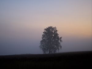 Превью обои дерево, туман, поле, рассвет, природа
