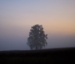 Превью обои дерево, туман, поле, рассвет, природа