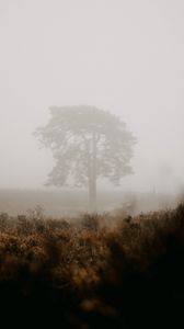 Превью обои дерево, туман, поле, природа