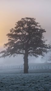 Превью обои дерево, туман, рассвет, мороз