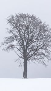 Превью обои дерево, туман, снег, одинокий, пейзаж
