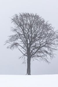 Превью обои дерево, туман, снег, одинокий, пейзаж