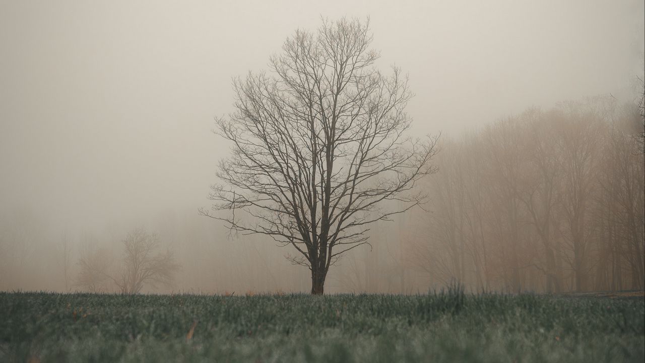 Обои дерево, туман, трава, пейзаж, осень