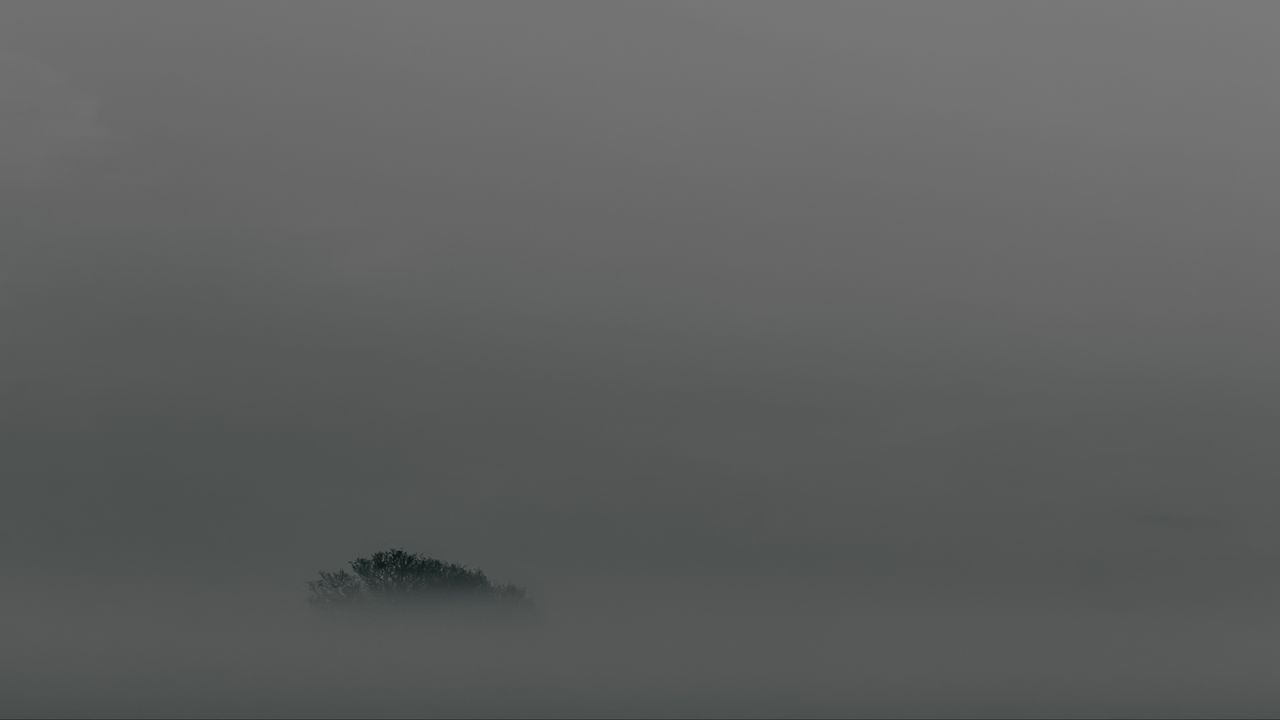 Обои дерево, туман, верхушка, минимализм