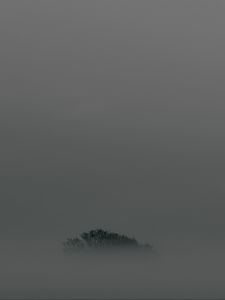 Превью обои дерево, туман, верхушка, минимализм