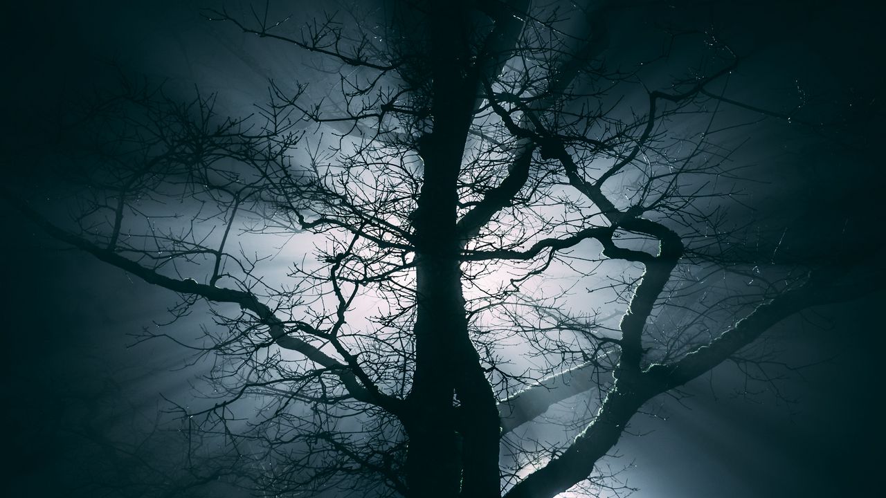 Обои дерево, туман, ветки, ночь