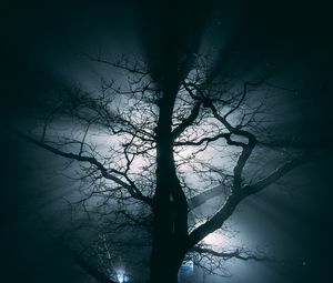 Превью обои дерево, туман, ветки, ночь