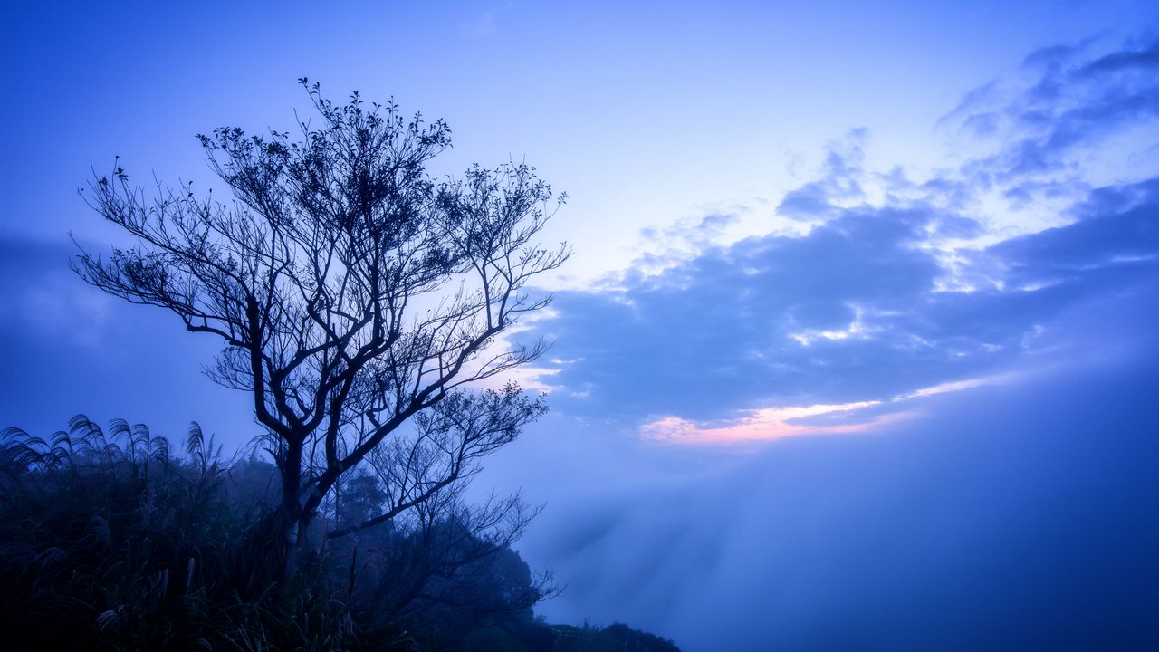 Обои дерево, туман, ветки, небо, облака