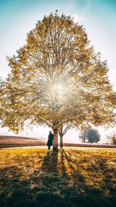 Превью обои дерево, уединение, солнечный свет, осень, трава