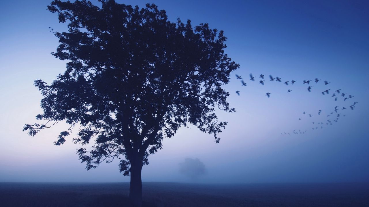 Обои дерево, вечер, одинокое, птицы, клин, небо, синий, оттенки