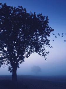 Превью обои дерево, вечер, одинокое, птицы, клин, небо, синий, оттенки