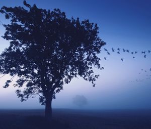 Превью обои дерево, вечер, одинокое, птицы, клин, небо, синий, оттенки