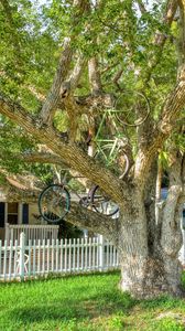 Превью обои дерево, велосипеды, байки, лето