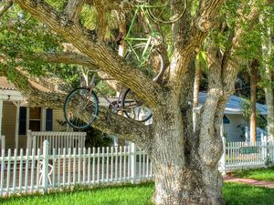 Превью обои дерево, велосипеды, байки, лето