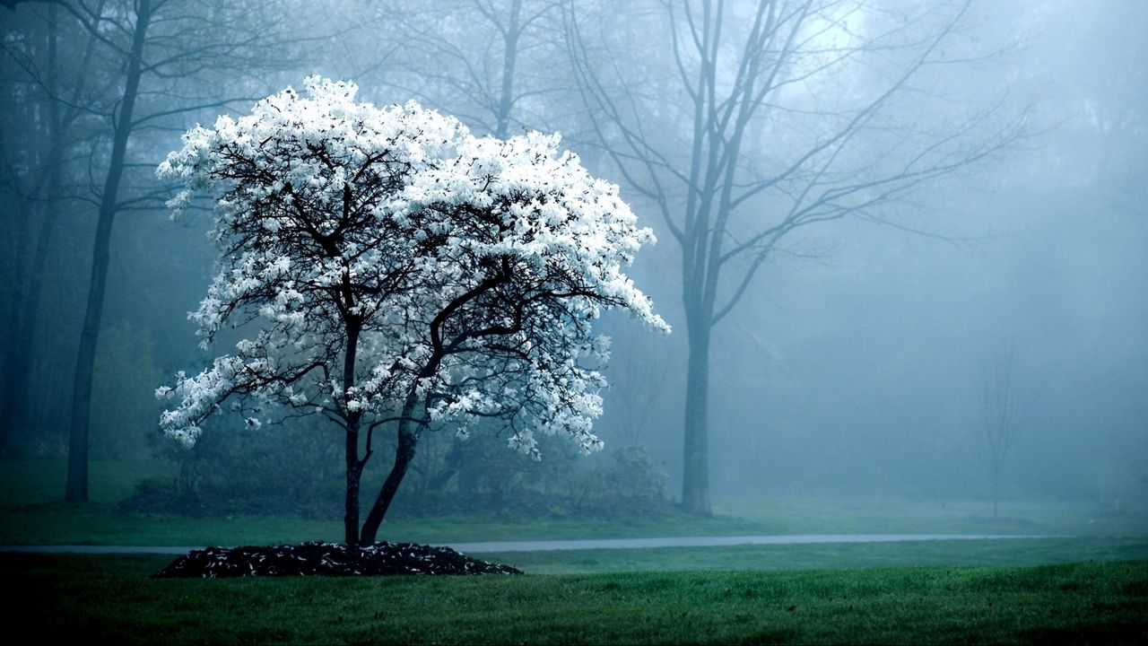 Обои дерево, весна, цветущее, туман