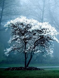 Превью обои дерево, весна, цветущее, туман