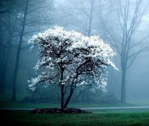 Превью обои дерево, весна, цветущее, туман