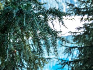 Превью обои дерево, ветка, колючки