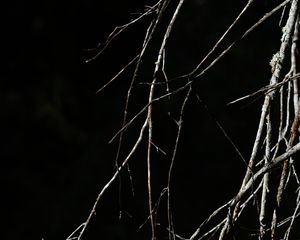 Превью обои дерево, ветки, черный