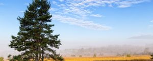 Превью обои дерево, ветки, ель, поле, трава