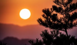 Превью обои дерево, ветки, хвоя, солнце, природа
