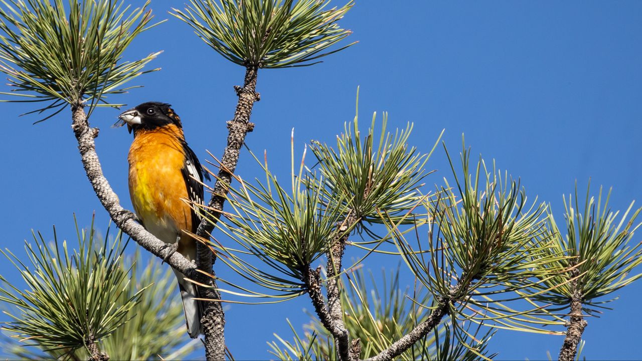 Обои дерево, ветки, иголки, птица, небо