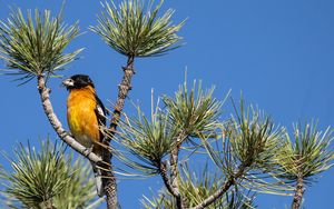 Превью обои дерево, ветки, иголки, птица, небо