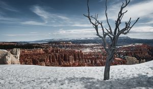 Превью обои дерево, ветки, каньон, снег, зима