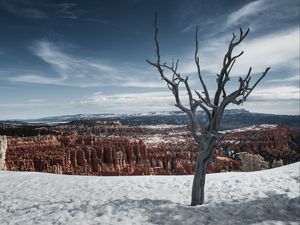 Превью обои дерево, ветки, каньон, снег, зима