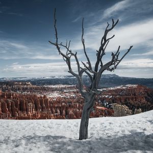 Превью обои дерево, ветки, каньон, снег, зима