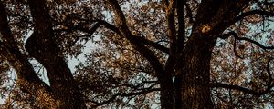 Превью обои дерево, ветки, кора, листья