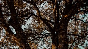 Превью обои дерево, ветки, кора, листья