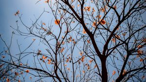 Превью обои дерево, ветки, листья, цветы, небо