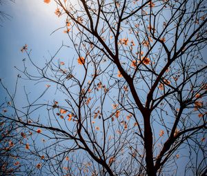 Превью обои дерево, ветки, листья, цветы, небо