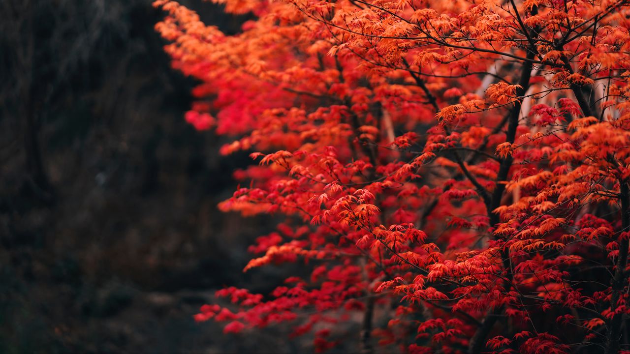 Обои дерево, ветки, листья, красный, размытость