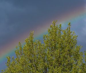 Превью обои дерево, ветки, листья, радуга, природа