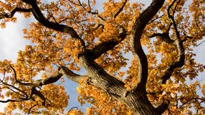 Превью обои дерево, ветки, листья, осень, желтый