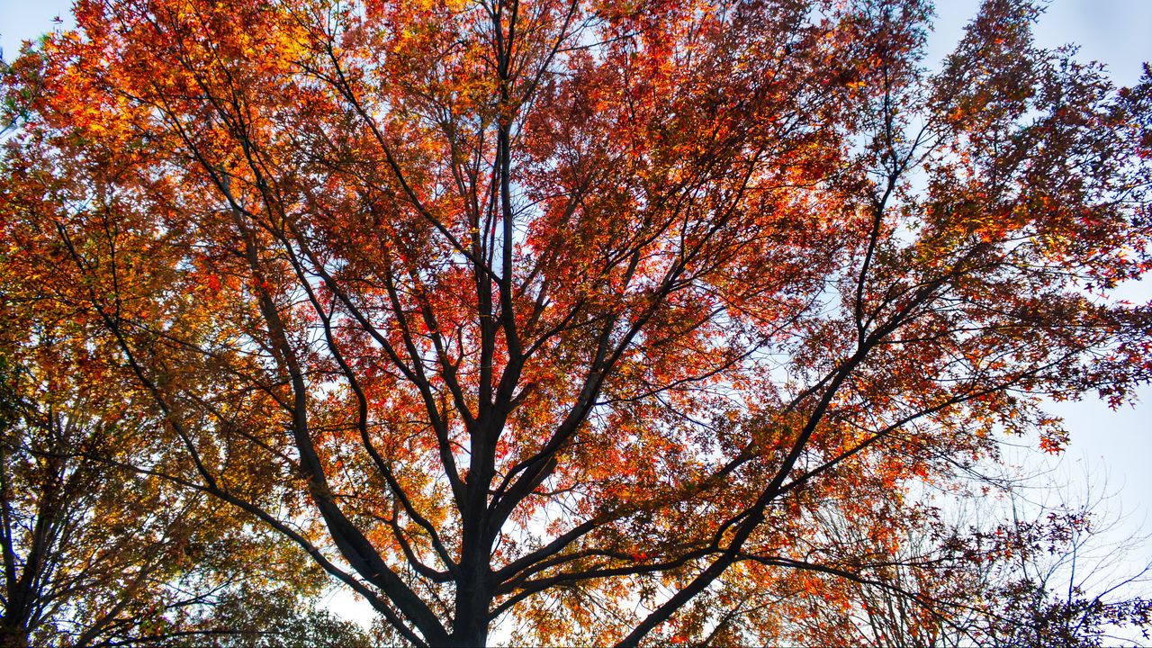 Обои дерево, ветки, листья, осень, природа