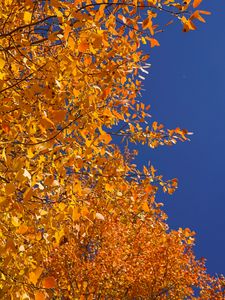 Превью обои дерево, ветки, листья, желтый, осень